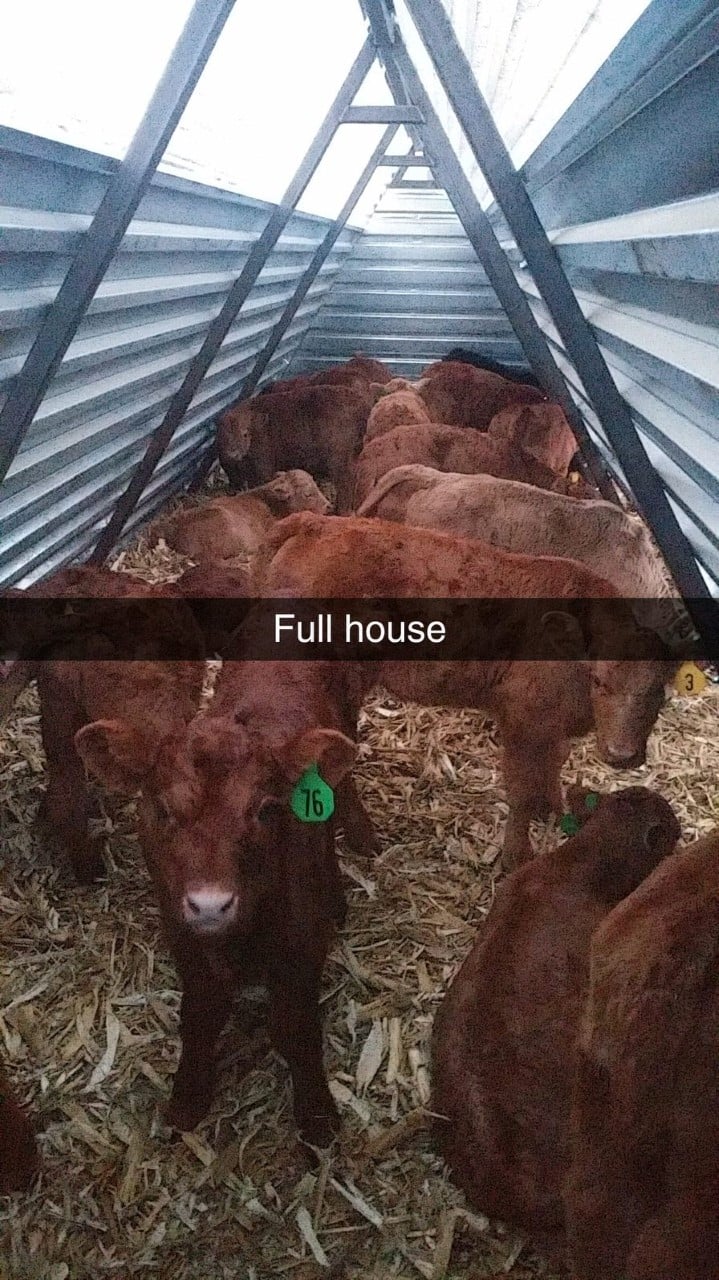 Calf Shelters 3